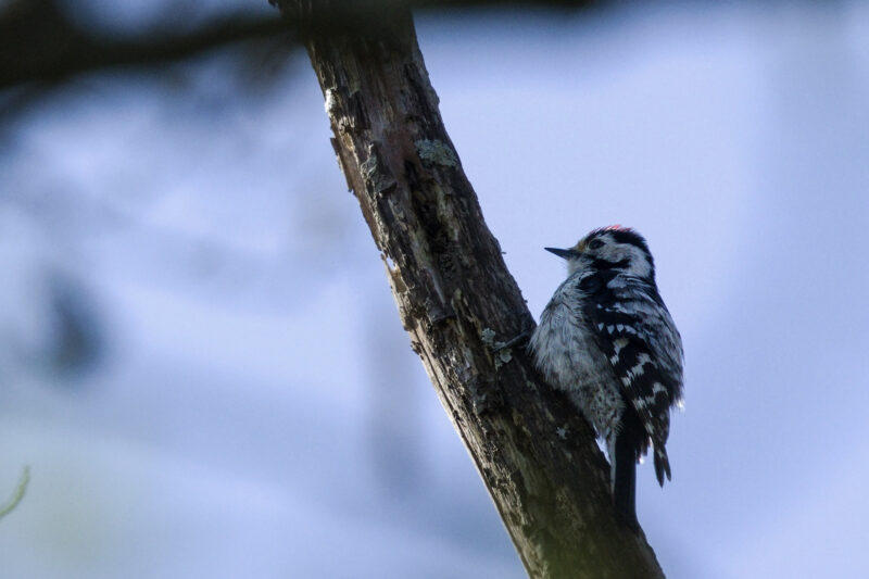 Pic épeichette mâle